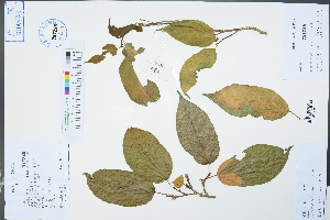  (Strophioblachia - Ge02393)  @11 [ ] CreativeCommons  Attribution Non-Commercial Share-Alike  Unspecified Herbarium of South China Botanical Garden