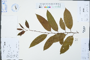  (Malania oleifera - Ge02403)  @11 [ ] CreativeCommons  Attribution Non-Commercial Share-Alike  Unspecified Herbarium of South China Botanical Garden