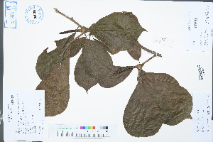  ( - Ge02404)  @11 [ ] CreativeCommons  Attribution Non-Commercial Share-Alike  Unspecified Herbarium of South China Botanical Garden
