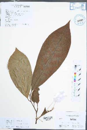  (Horsfieldia kingii - Ge02407)  @11 [ ] CreativeCommons  Attribution Non-Commercial Share-Alike  Unspecified Herbarium of South China Botanical Garden