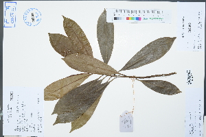  ( - Ge02408)  @11 [ ] CreativeCommons  Attribution Non-Commercial Share-Alike  Unspecified Herbarium of South China Botanical Garden