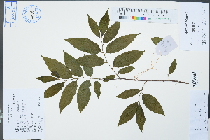  (Ziziphus - Ge04508)  @11 [ ] CreativeCommons  Attribution Non-Commercial Share-Alike  Unspecified Herbarium of South China Botanical Garden
