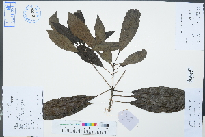  (Daphniphyllum macropodum - Ge02410)  @11 [ ] CreativeCommons  Attribution Non-Commercial Share-Alike  Unspecified Herbarium of South China Botanical Garden