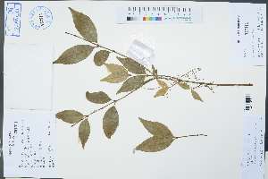  (Euonymus laxiflorus - Ge02412)  @11 [ ] CreativeCommons  Attribution Non-Commercial Share-Alike  Unspecified Herbarium of South China Botanical Garden