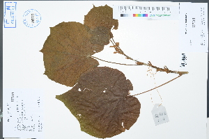  (Burretiodendron esquirolii - Ge02414)  @11 [ ] CreativeCommons  Attribution Non-Commercial Share-Alike  Unspecified Herbarium of South China Botanical Garden
