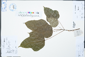 (Acer amplum subsp. catalpifolium - Ge02418)  @11 [ ] CreativeCommons  Attribution Non-Commercial Share-Alike  Unspecified Herbarium of South China Botanical Garden
