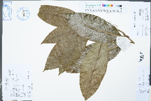  (Magnolia odoratissima - Ge02425)  @11 [ ] CreativeCommons  Attribution Non-Commercial Share-Alike  Unspecified Herbarium of South China Botanical Garden