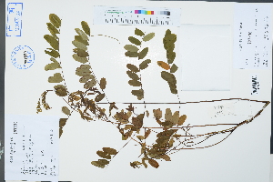  (Adenanthera microsperma - Ge02430)  @11 [ ] CreativeCommons  Attribution Non-Commercial Share-Alike  Unspecified Herbarium of South China Botanical Garden