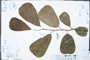  ( - Ge02450)  @11 [ ] CreativeCommons  Attribution Non-Commercial Share-Alike  Unspecified Herbarium of South China Botanical Garden