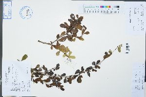  (Ehretia microphylla - Ge02451)  @11 [ ] CreativeCommons  Attribution Non-Commercial Share-Alike  Unspecified Herbarium of South China Botanical Garden