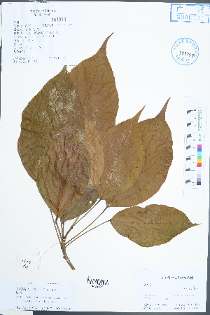  ( - Ge02459)  @11 [ ] CreativeCommons  Attribution Non-Commercial Share-Alike  Unspecified Herbarium of South China Botanical Garden