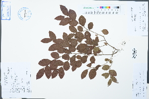  (Loropetalum chinense var. rubrum - Ge02467)  @11 [ ] CreativeCommons  Attribution Non-Commercial Share-Alike  Unspecified Herbarium of South China Botanical Garden