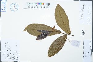  (Camellia amplexicaulis - Ge02471)  @11 [ ] CreativeCommons  Attribution Non-Commercial Share-Alike  Unspecified Herbarium of South China Botanical Garden