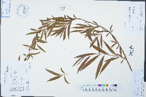  ( - Ge02480)  @11 [ ] CreativeCommons  Attribution Non-Commercial Share-Alike  Unspecified Herbarium of South China Botanical Garden