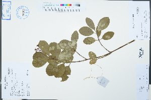  ( - Ge02486)  @11 [ ] CreativeCommons  Attribution Non-Commercial Share-Alike  Unspecified Herbarium of South China Botanical Garden