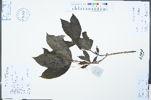  ( - Ge02487)  @11 [ ] CreativeCommons  Attribution Non-Commercial Share-Alike  Unspecified Herbarium of South China Botanical Garden