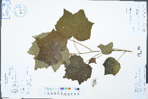  ( - Ge02498)  @11 [ ] CreativeCommons  Attribution Non-Commercial Share-Alike  Unspecified Herbarium of South China Botanical Garden