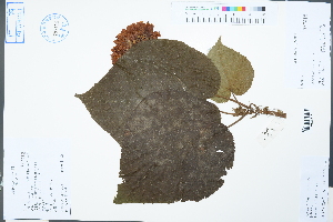  (Dombeya acutangula - Ge02501)  @11 [ ] CreativeCommons  Attribution Non-Commercial Share-Alike  Unspecified Herbarium of South China Botanical Garden