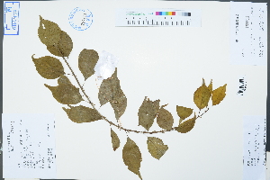  ( - Ge02502)  @11 [ ] CreativeCommons  Attribution Non-Commercial Share-Alike  Unspecified Herbarium of South China Botanical Garden