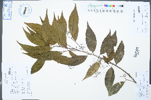  ( - Ge02508)  @11 [ ] CreativeCommons  Attribution Non-Commercial Share-Alike  Unspecified Herbarium of South China Botanical Garden