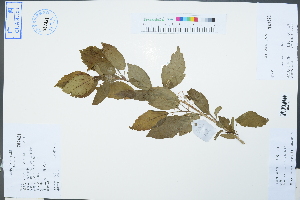  ( - Ge02511)  @11 [ ] CreativeCommons  Attribution Non-Commercial Share-Alike  Unspecified Herbarium of South China Botanical Garden