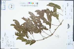  (Calliandra haematocephala - Ge02514)  @11 [ ] CreativeCommons  Attribution Non-Commercial Share-Alike  Unspecified Herbarium of South China Botanical Garden