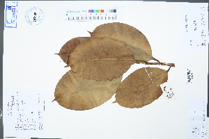  (Ficus elastica - Ge04518)  @11 [ ] CreativeCommons  Attribution Non-Commercial Share-Alike  Unspecified Herbarium of South China Botanical Garden