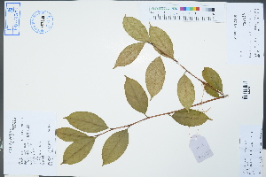  (Camellia huana - Ge02521)  @11 [ ] CreativeCommons  Attribution Non-Commercial Share-Alike  Unspecified Herbarium of South China Botanical Garden