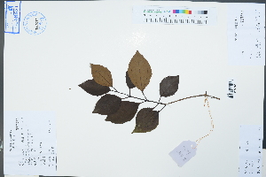  (Viburnum triplinerve - Ge04519)  @11 [ ] CreativeCommons  Attribution Non-Commercial Share-Alike  Unspecified Herbarium of South China Botanical Garden