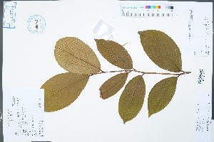  (Camellia - Ge04520)  @11 [ ] CreativeCommons  Attribution Non-Commercial Share-Alike  Unspecified Herbarium of South China Botanical Garden