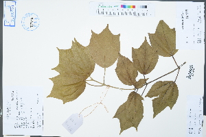  ( - Ge02530)  @11 [ ] CreativeCommons  Attribution Non-Commercial Share-Alike  Unspecified Herbarium of South China Botanical Garden