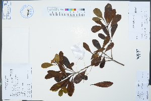  (Pittosporum planilobum - Ge02532)  @11 [ ] CreativeCommons  Attribution Non-Commercial Share-Alike  Unspecified Herbarium of South China Botanical Garden