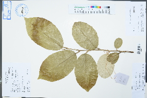  (Elaeagnus pungens - Ge02533)  @11 [ ] CreativeCommons  Attribution Non-Commercial Share-Alike  Unspecified Herbarium of South China Botanical Garden