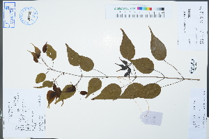  (Acer yinkunii - Ge02535)  @11 [ ] CreativeCommons  Attribution Non-Commercial Share-Alike  Unspecified Herbarium of South China Botanical Garden