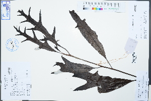  (Heliciopsis lobata - Ge02536)  @11 [ ] CreativeCommons  Attribution Non-Commercial Share-Alike  Unspecified Herbarium of South China Botanical Garden