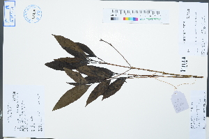  (Prismatomeris - Ge02540)  @11 [ ] CreativeCommons  Attribution Non-Commercial Share-Alike  Unspecified Herbarium of South China Botanical Garden