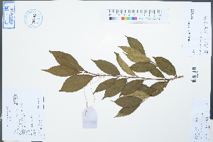  (Camellia petelotii - Ge02544)  @11 [ ] CreativeCommons  Attribution Non-Commercial Share-Alike  Unspecified Herbarium of South China Botanical Garden