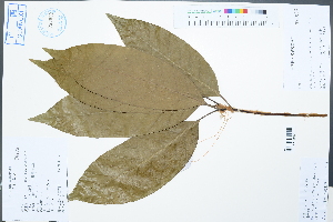  (Quercus macrocalyx - Ge02549)  @11 [ ] CreativeCommons  Attribution Non-Commercial Share-Alike  Unspecified Herbarium of South China Botanical Garden