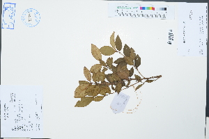  (Camellia chuongtsoensis - Ge04525)  @11 [ ] CreativeCommons  Attribution Non-Commercial Share-Alike  Unspecified Herbarium of South China Botanical Garden