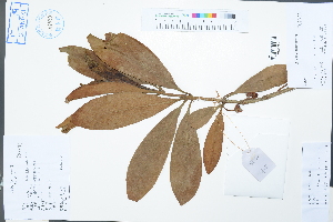  (Illicium difengpi - Ge02554)  @11 [ ] CreativeCommons  Attribution Non-Commercial Share-Alike  Unspecified Herbarium of South China Botanical Garden