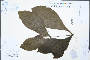  (Clerodendrum serratum - Ge02556)  @11 [ ] CreativeCommons  Attribution Non-Commercial Share-Alike  Unspecified Herbarium of South China Botanical Garden
