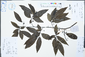  ( - Ge02558)  @11 [ ] CreativeCommons  Attribution Non-Commercial Share-Alike  Unspecified Herbarium of South China Botanical Garden