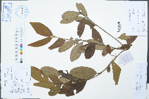  ( - Ge02560)  @11 [ ] CreativeCommons  Attribution Non-Commercial Share-Alike  Unspecified Herbarium of South China Botanical Garden