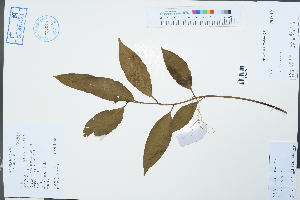  (Ardisia virens - Ge02563)  @11 [ ] CreativeCommons  Attribution Non-Commercial Share-Alike  Unspecified Herbarium of South China Botanical Garden