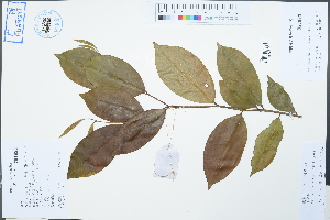  (Aquilaria - Ge02564)  @11 [ ] CreativeCommons  Attribution Non-Commercial Share-Alike  Unspecified Herbarium of South China Botanical Garden