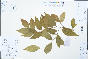  (Camellia pingguoensis var. terminalis - Ge02568)  @11 [ ] CreativeCommons  Attribution Non-Commercial Share-Alike  Unspecified Herbarium of South China Botanical Garden