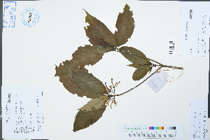 ( - Ge02570)  @11 [ ] CreativeCommons  Attribution Non-Commercial Share-Alike  Unspecified Herbarium of South China Botanical Garden
