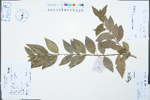  ( - Ge02572)  @11 [ ] CreativeCommons  Attribution Non-Commercial Share-Alike  Unspecified Herbarium of South China Botanical Garden