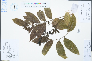  (Canarium album - Ge02573)  @11 [ ] CreativeCommons  Attribution Non-Commercial Share-Alike  Unspecified Herbarium of South China Botanical Garden