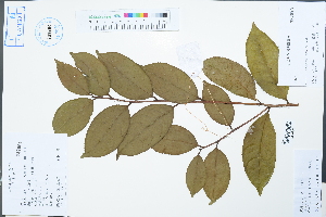  (Camellia euphlebia - Ge02576)  @11 [ ] CreativeCommons  Attribution Non-Commercial Share-Alike  Unspecified Herbarium of South China Botanical Garden